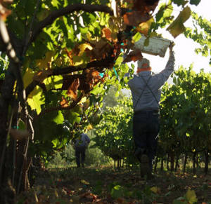 Vineyard