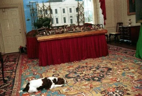Millie rests on the floor of the Map Room in front of a model of White House construction