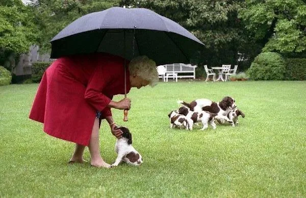 Mrs. Bush takes Millie's puppies for a walk in the Rose Garden