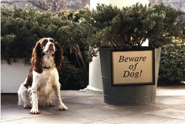 Millie sits next to "Beware of Dog!" sign left in yard by President Reagan