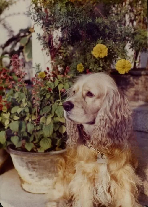 George and Barbara's Dog, C. Fred, in China