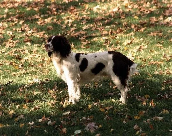 Millie on South Lawn of the White House